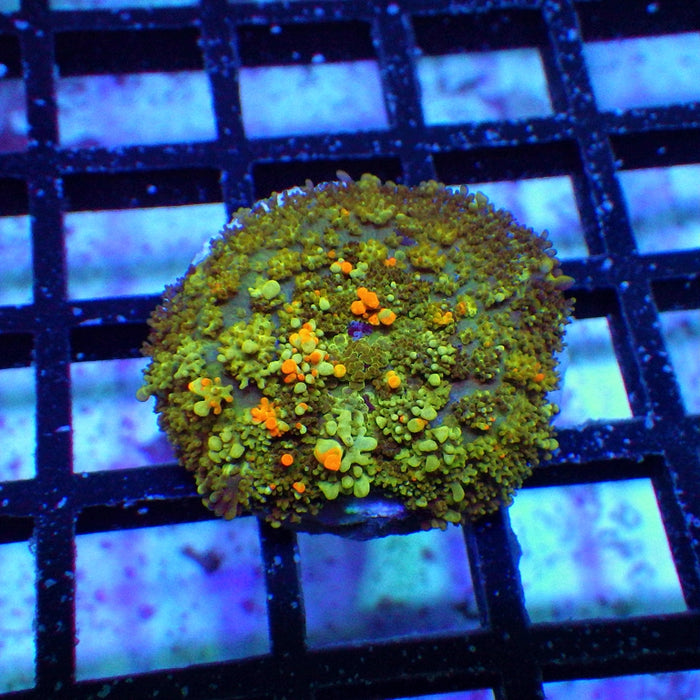 Rainbow Bubble Rhodactis