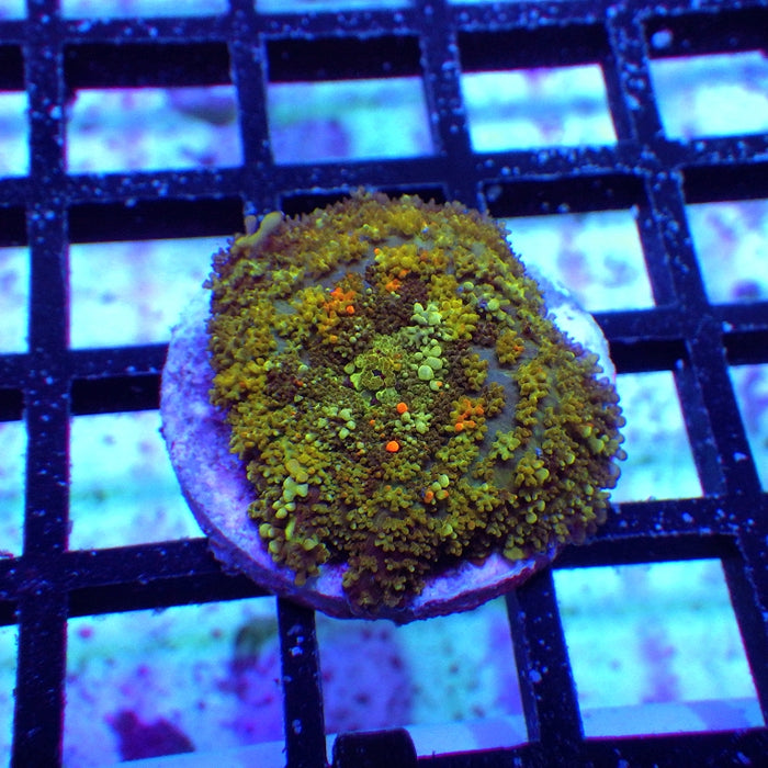Rainbow Bubble Rhodactis