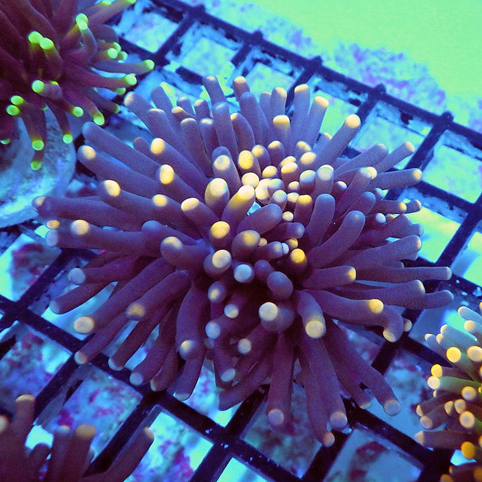 Blue Orange Torch Unique