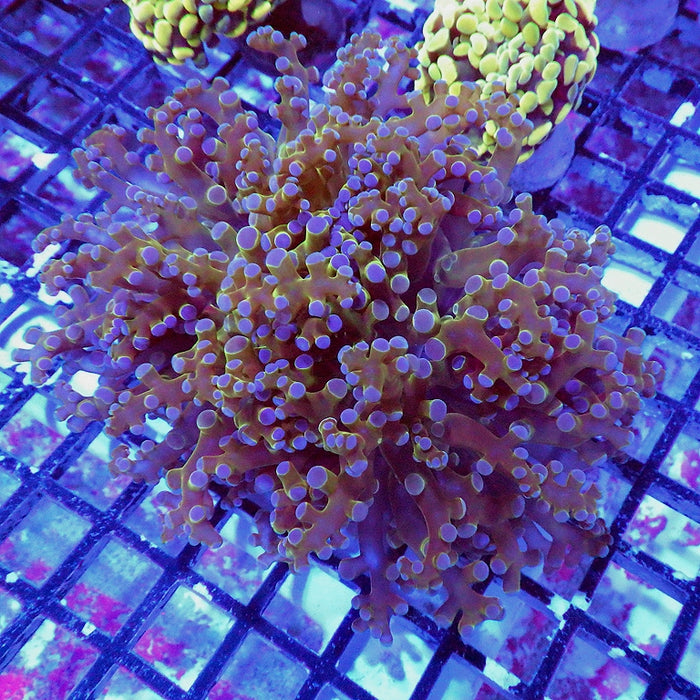 Green Blue Tips Frogspawn