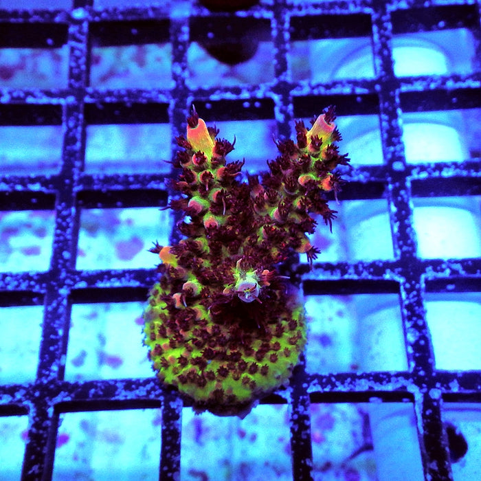 Acro Frag Aquaculture