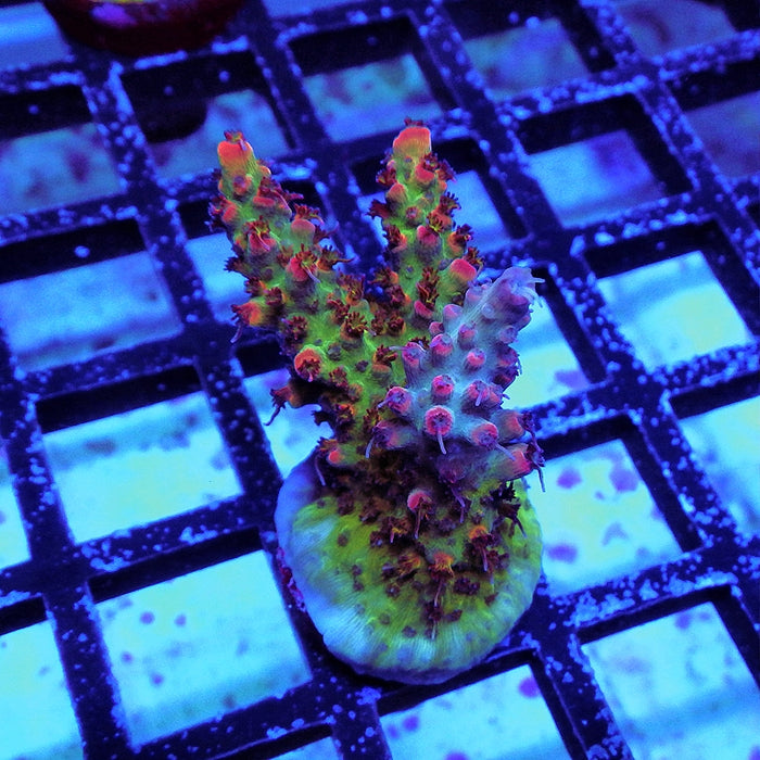 Acro Frag Aquaculture