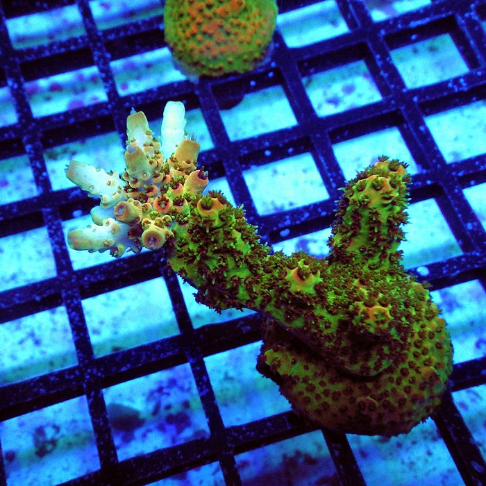 Acro Frag Aquaculture