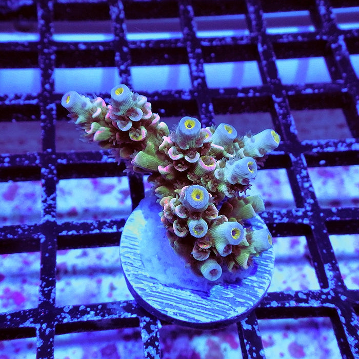 Tenuis Blue-Green Pink Scale