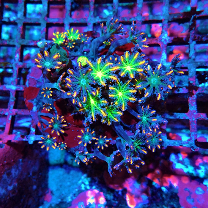 Cornularia Papaya Ultra Colony