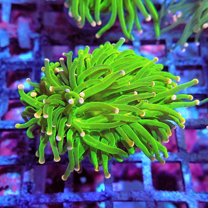 Euphyllia Cotton Candy Torch Premium