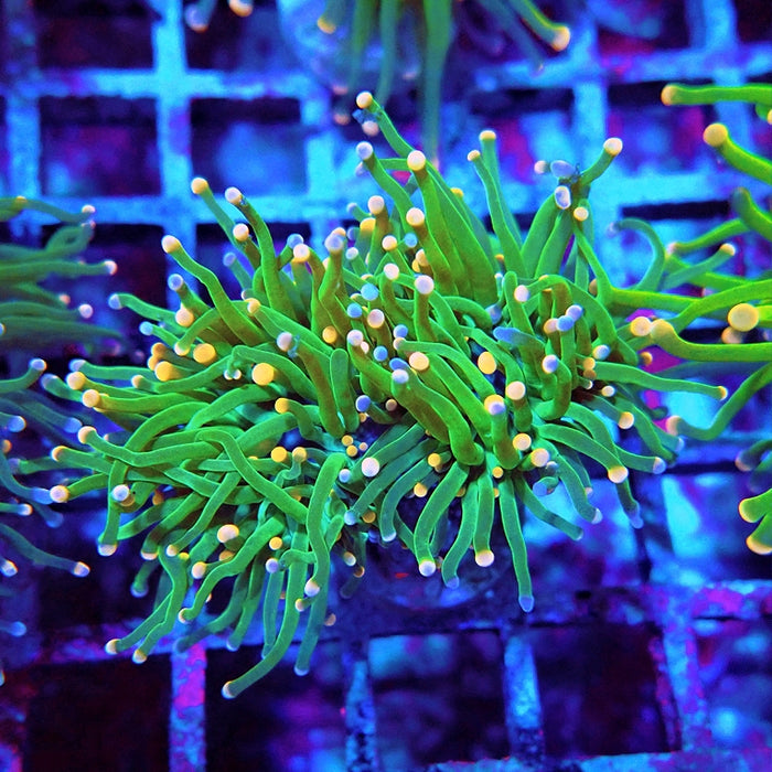 Euphyllia Cotton Candy Torch Ultra