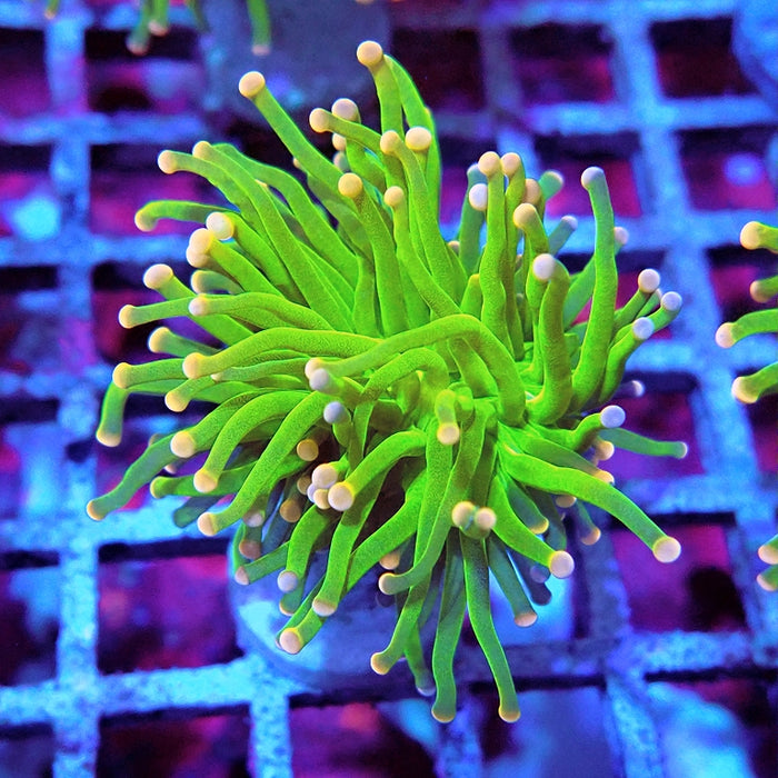 Euphyllia Cotton Candy Torch Premium