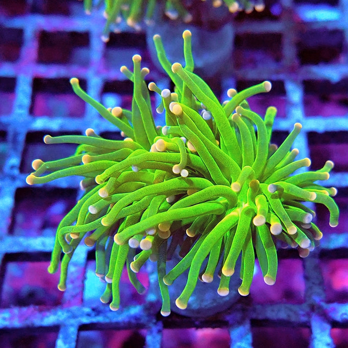 Euphyllia Cotton Candy Torch Premium