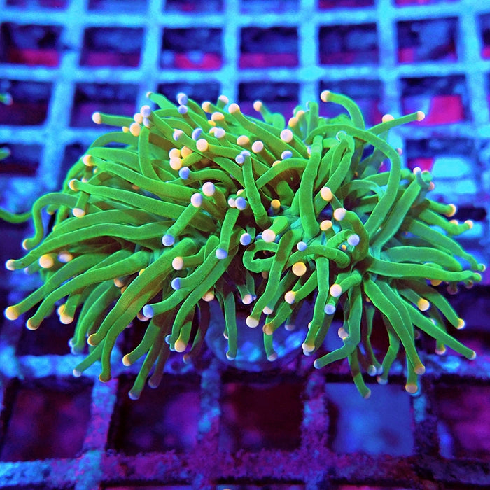 Euphyllia Cotton Candy Torch Ultra