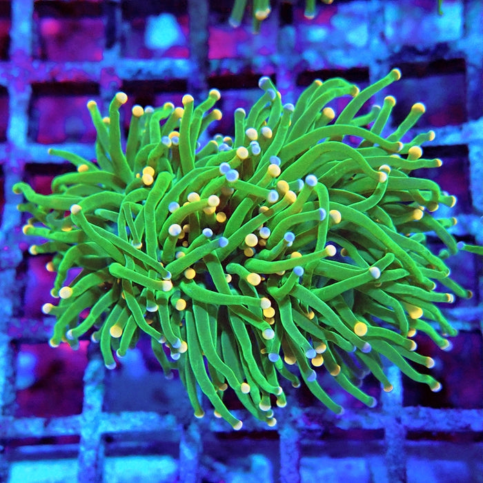 Euphyllia Cotton Candy Torch Ultra