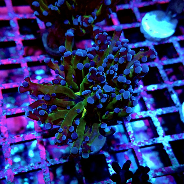 Euphyllia Dark Two-Color Branch Frogspawn