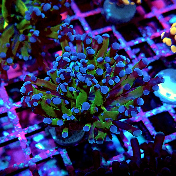 Euphyllia Dark Two-Color Branch Frogspawn