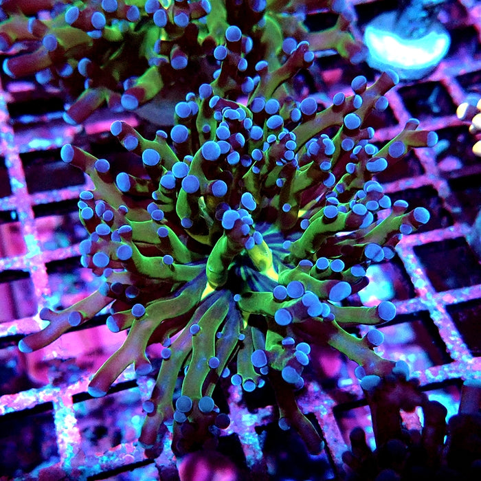 Euphyllia Dark Two-Color Branch Frogspawn