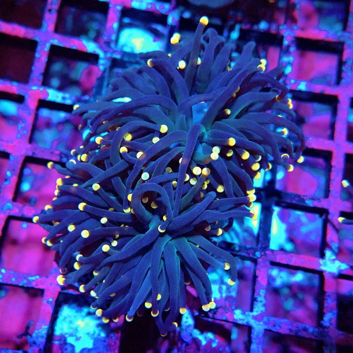 Euphyllia Pure Dark Orange Tips Torch