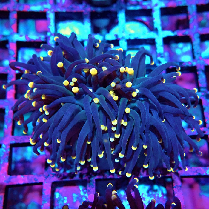 Euphyllia Pure Dark Orange Tips Torch