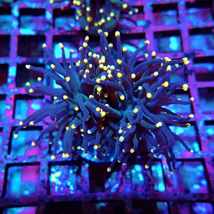 Euphyllia Pure Dark Orange Tips Torch