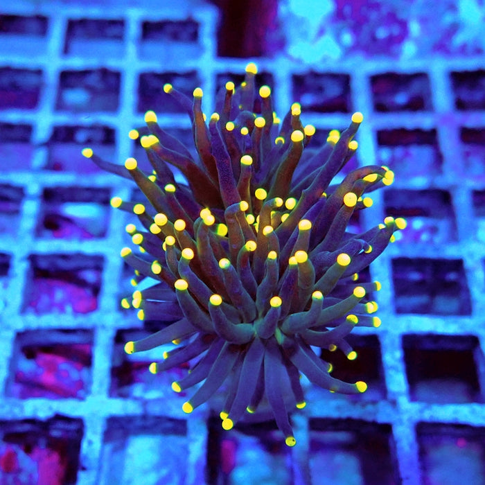 Euphyllia Dark Yellow Tips Torch