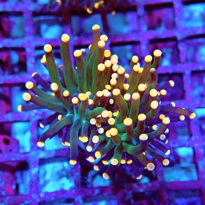 Euphyllia Dark Orange Tips Torch