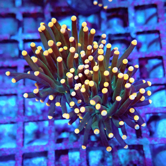 Euphyllia Dark Orange Tips Torch