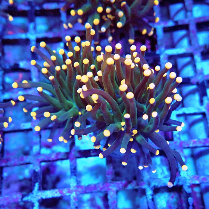 Euphyllia Dark Orange Tips Torch