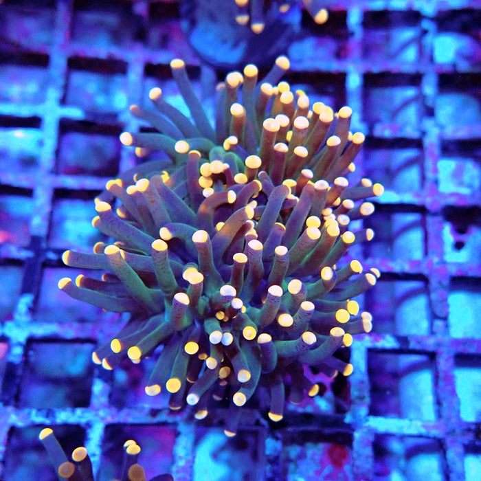 Euphyllia Dark Orange Tips Torch