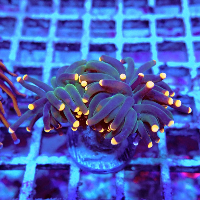 Euphyllia Dark Orange Tips Torch