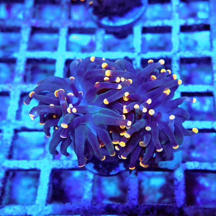 Euphyllia Dark Orange Tips Torch