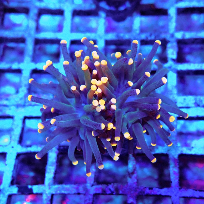 Euphyllia Dark Orange Tips Torch
