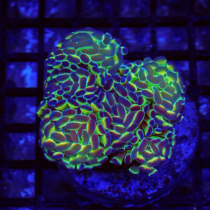 Euphyllia Hologram Branch Hammer Colony
