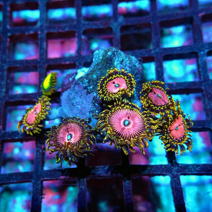 Pink Diamonds Zoas