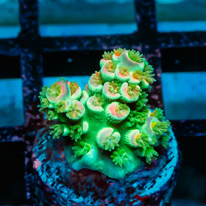REx Green Orange Fuzzy Tenuis