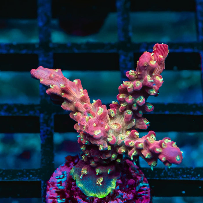 REx Rainbow Worms