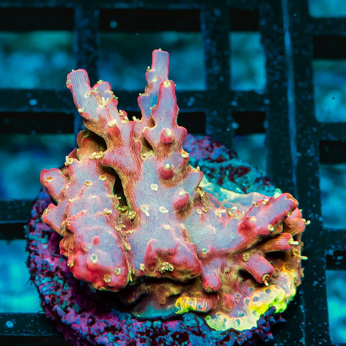 REx Rainbow Worms