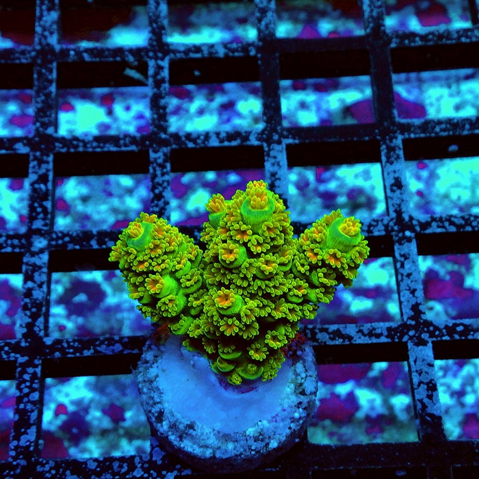 REx Green Orange Fuzzy Tenuis