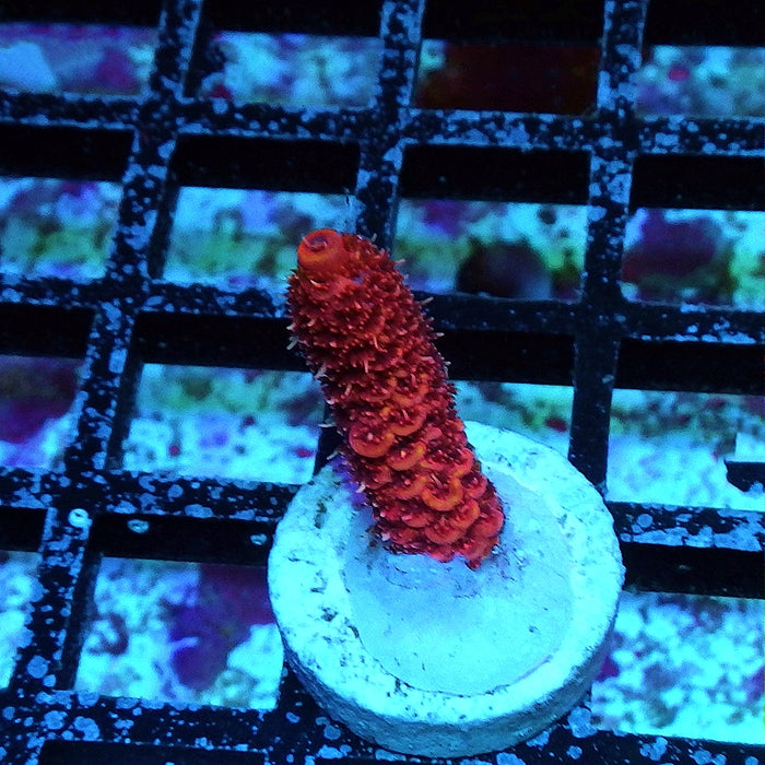 REx Red-Orange Bomb Mille