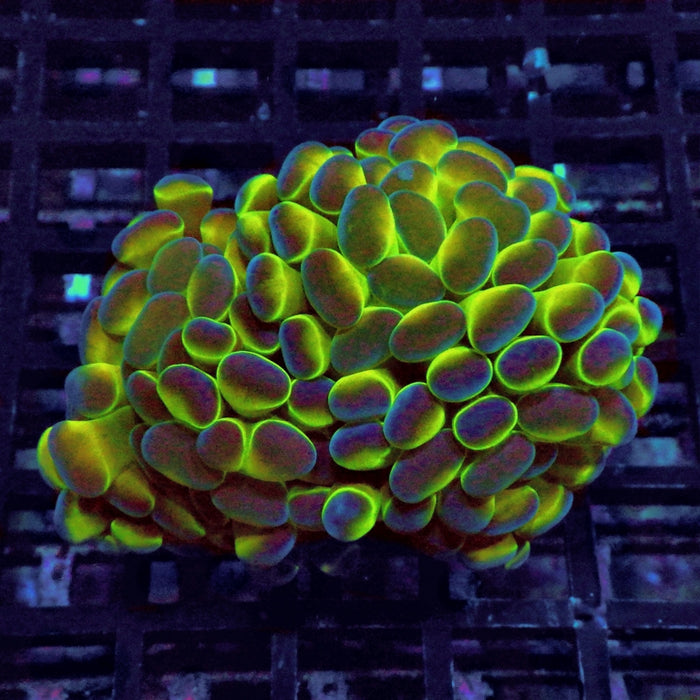 Euphyllia Hologram Branch Hammer