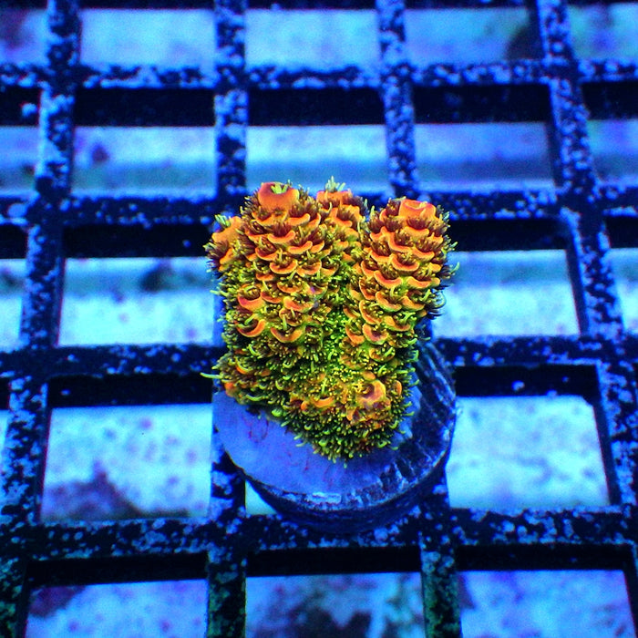 REx Triple Crazy Contrast Mille