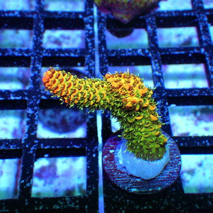 REx Triple Crazy Contrast Mille