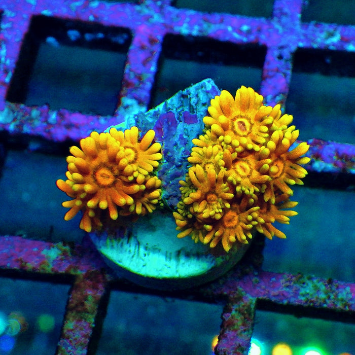 Goniopora Unique Super Bright