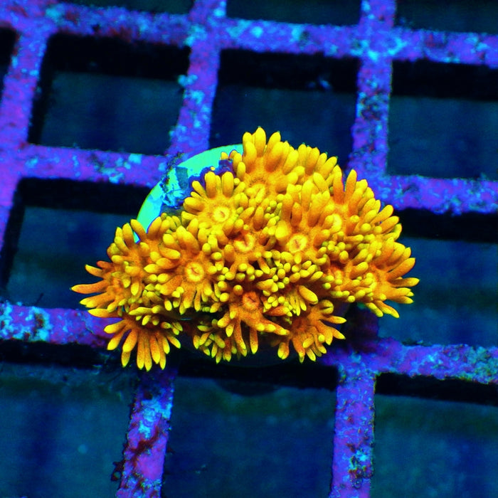 Goniopora Unique Super Bright