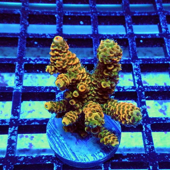 Millepora Orange Green Ultra