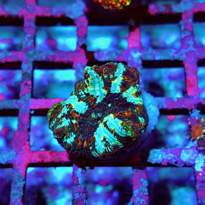 Discosoma Premium Grade