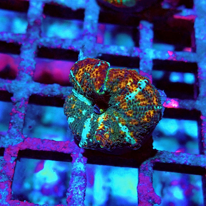 Discosoma Premium Grade