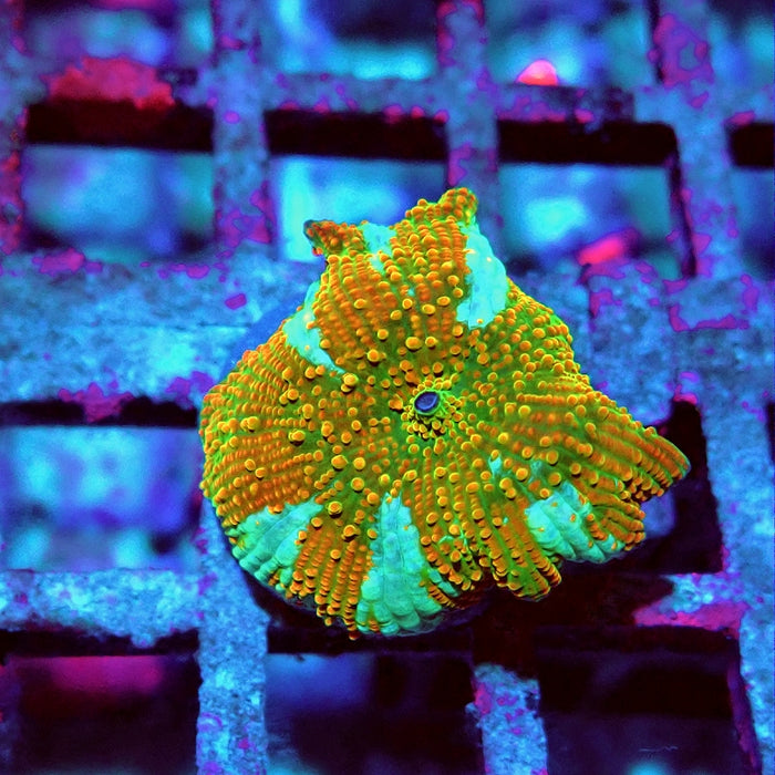 Discosoma Super Ultra Grade