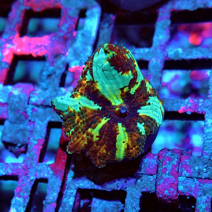 Discosoma Premium Grade