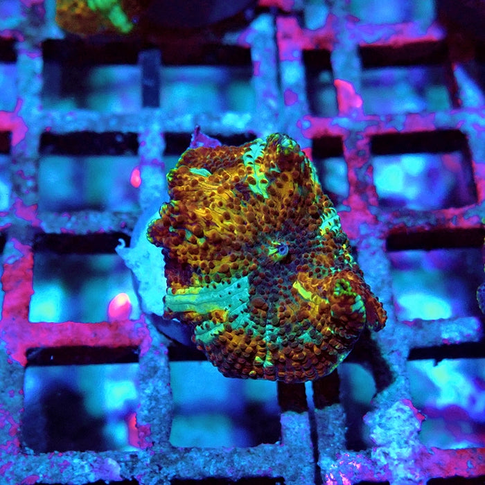 Discosoma Premium Grade