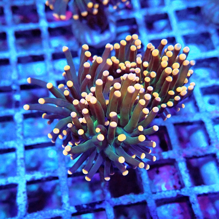 Euphyllia Dark Orange Tips Torch