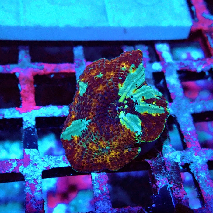 Discosoma Premium Grade