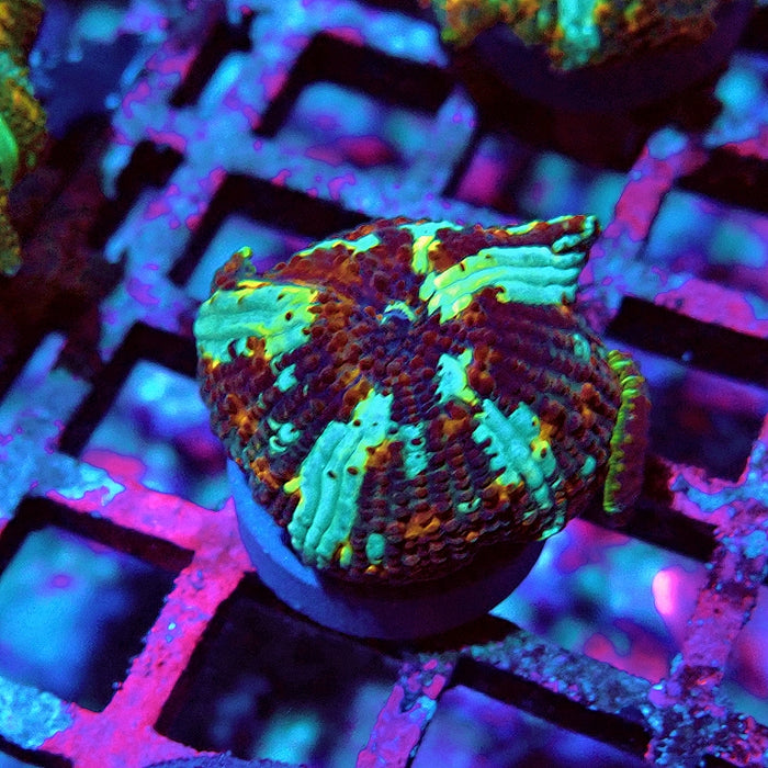 Discosoma Premium Grade